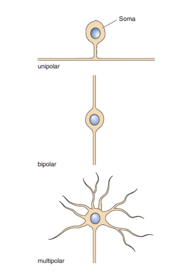 <p>Pseudo-unipolar: Ein Neurit: Aufzweigung in Denrit und Axon</p><p>Bipolar: Zwei Neuriten: Ein Dendrit und ein Axon</p><p>Multipolar: Mehr als zwei Neuriten: mehrere Dendriten und ein Axon</p><p></p>