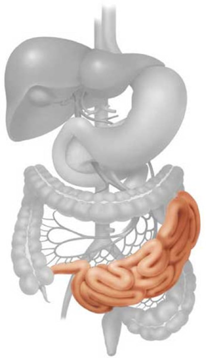 <p>(n) Ruột (ruột động vật dùng làm dây đan vợt)</p>