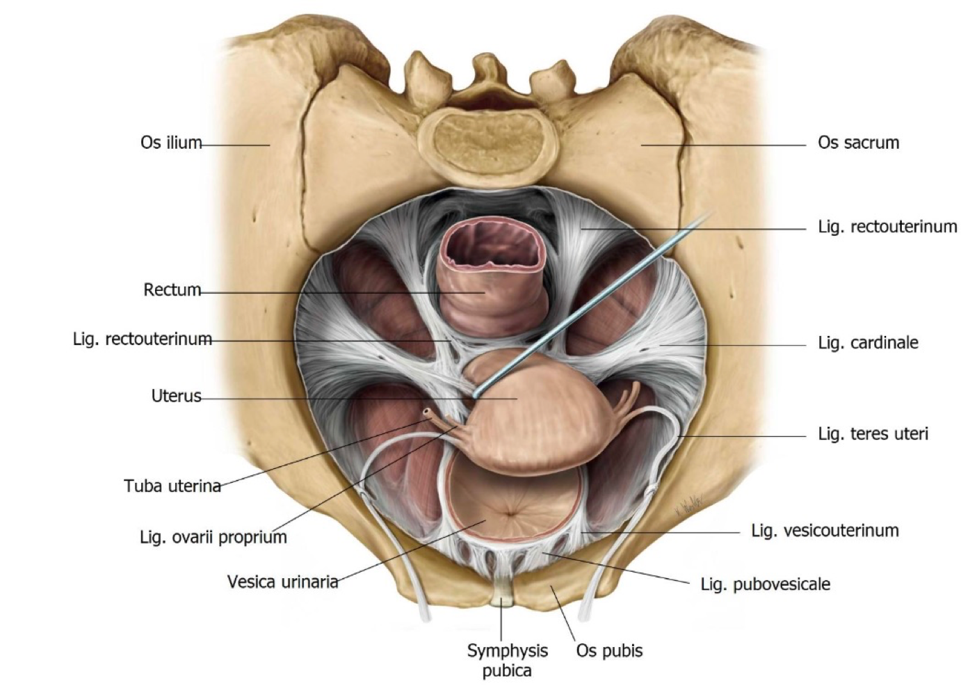 <ul><li><p>Round Ligaments - embryonic rest </p></li><li><p>Broad Ligament - fold of peritoneum </p></li><li><p>Cardinal Ligament - contains the uterine artery </p></li><li><p>Uteroscaral Ligament </p></li></ul><p></p>
