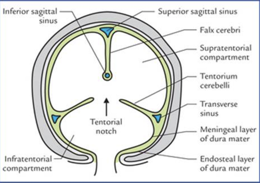 <ul><li><p>fold of dura matter that divides the cerebral hemispheres</p></li><li><p>hyperechoic line</p></li></ul><p></p>
