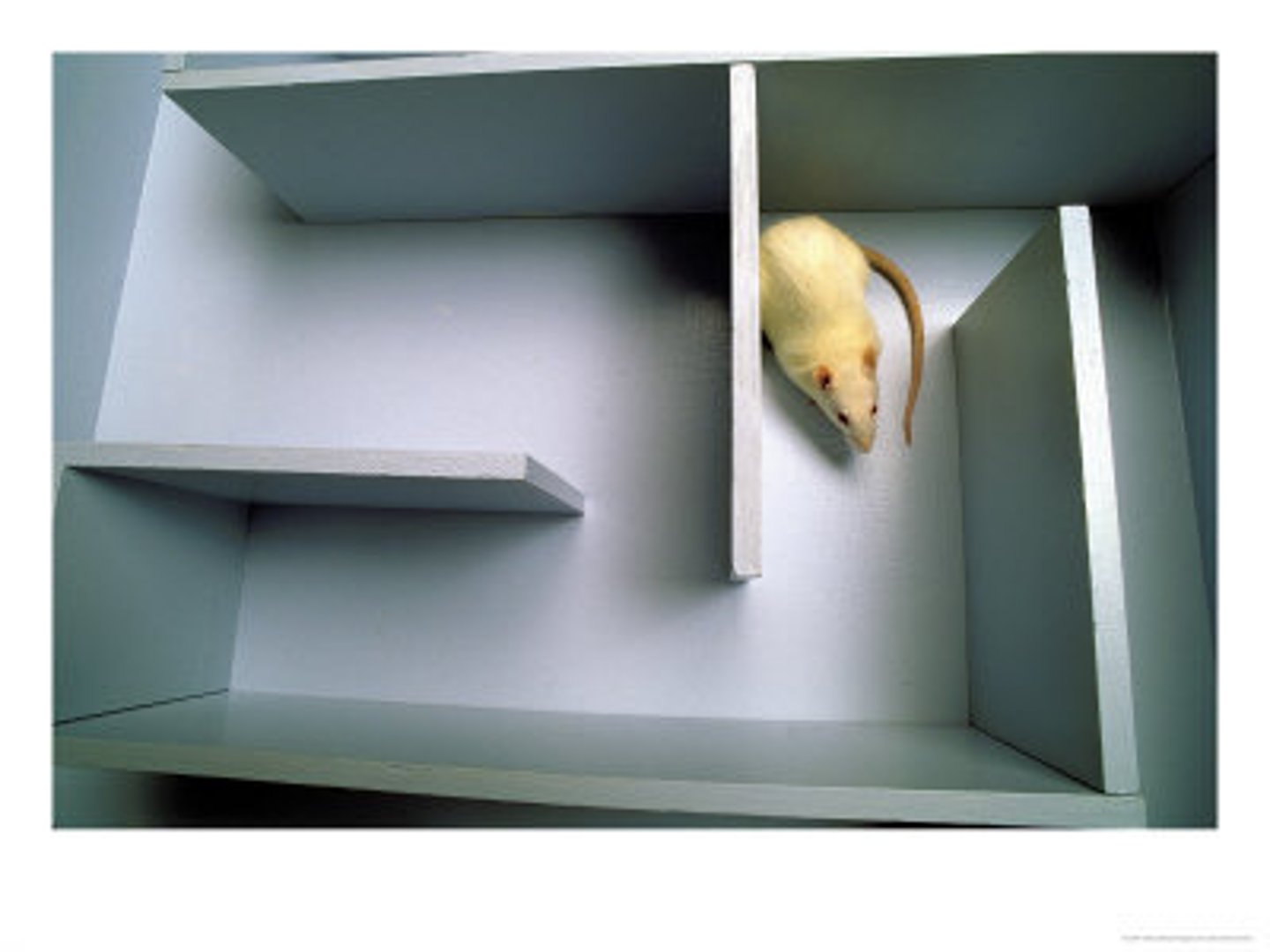 <p>- are rats, mice, cats, dogs, and non-human primates</p><p>Advantages:</p><p>- Simpler brains and behavior, reveal</p><p>fundamental brain-behavior interactions</p><p>- Comparative results</p><p>- Fewer ethical constraints</p>