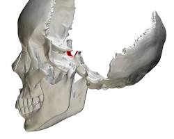 <p>What is this pointing to? What bone is it on?</p>