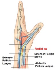 <p>Radial artery crosses floor obliquely, thumb-side to finger-side</p><p>Contains a branch of the radial nerve and cephalic vein</p>