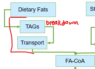 <p>What must dietary lipids go through <strong>before they can be utlized by tissues?</strong></p>