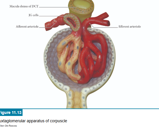 <p>correct answers</p>