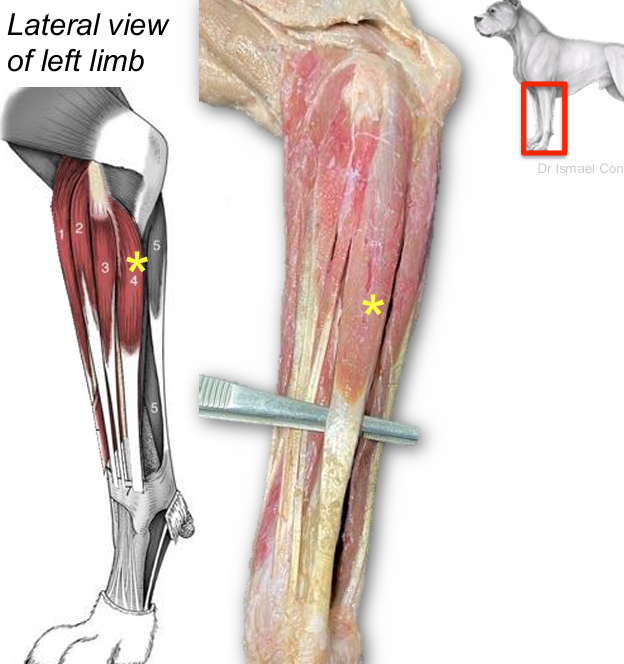 <p>Ulnaris lateralis (extensor carpi ulnaris m.)</p>