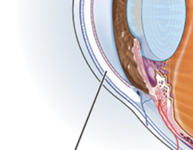 <p>Right under anterior cavity </p>
