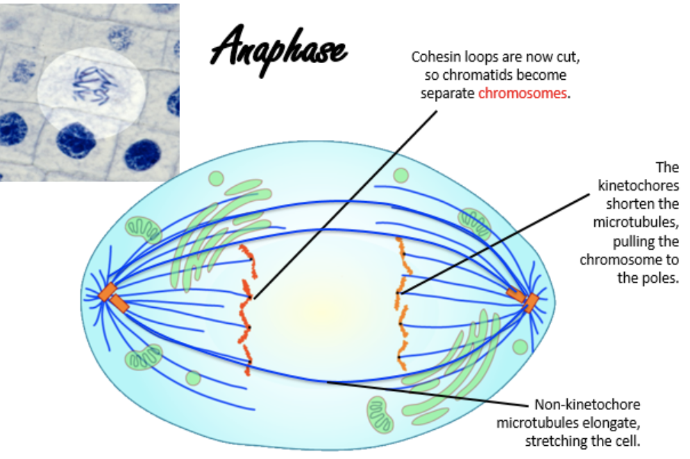 <ul><li><p>cohesin loops are cut, allowing chromatids to become separate chromosomes</p></li><li><p>kinetochores shorten the microtubules, pulling the chromosome to the poles</p></li><li><p>non-kinetochore microtubules elongate, stretching the cell</p></li></ul><p></p>