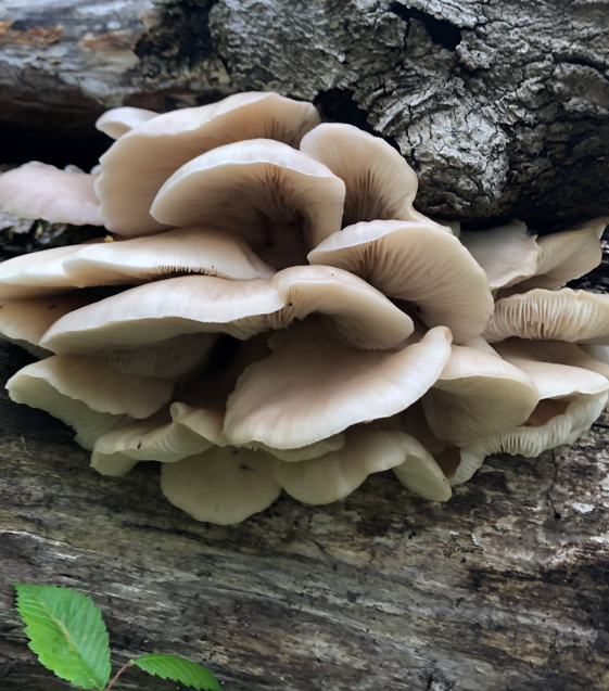 <p>Pleurotus ostreatus</p><p>Saprophyte</p>