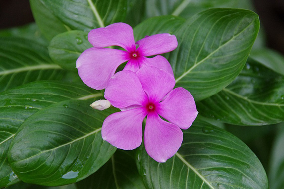 <p>Vinca alkaloids</p><ul><li><p>Active principle</p></li><li><p>Source</p></li><li><p>Purpose</p></li></ul><p></p>
