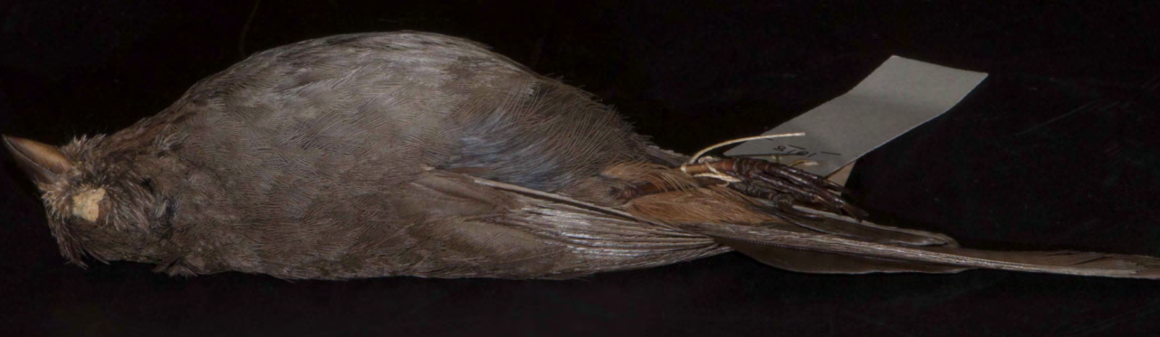 <p>California Towhee</p>