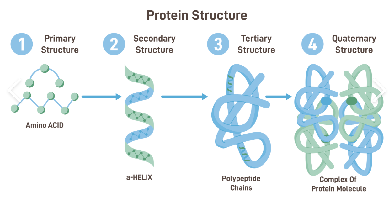 <p>primary- sequence of amino acids</p><p>secondary- how primary amino acids interact with each other, alpha helix coils to resemble a spring, beta pleated sheets resemble an accordion</p><p>tertiary- 2 or more proteins fold into each other</p><p>quaternary structure- how 2 or more polypeptide chains with their own tertiary structure come together to form functional protein</p>