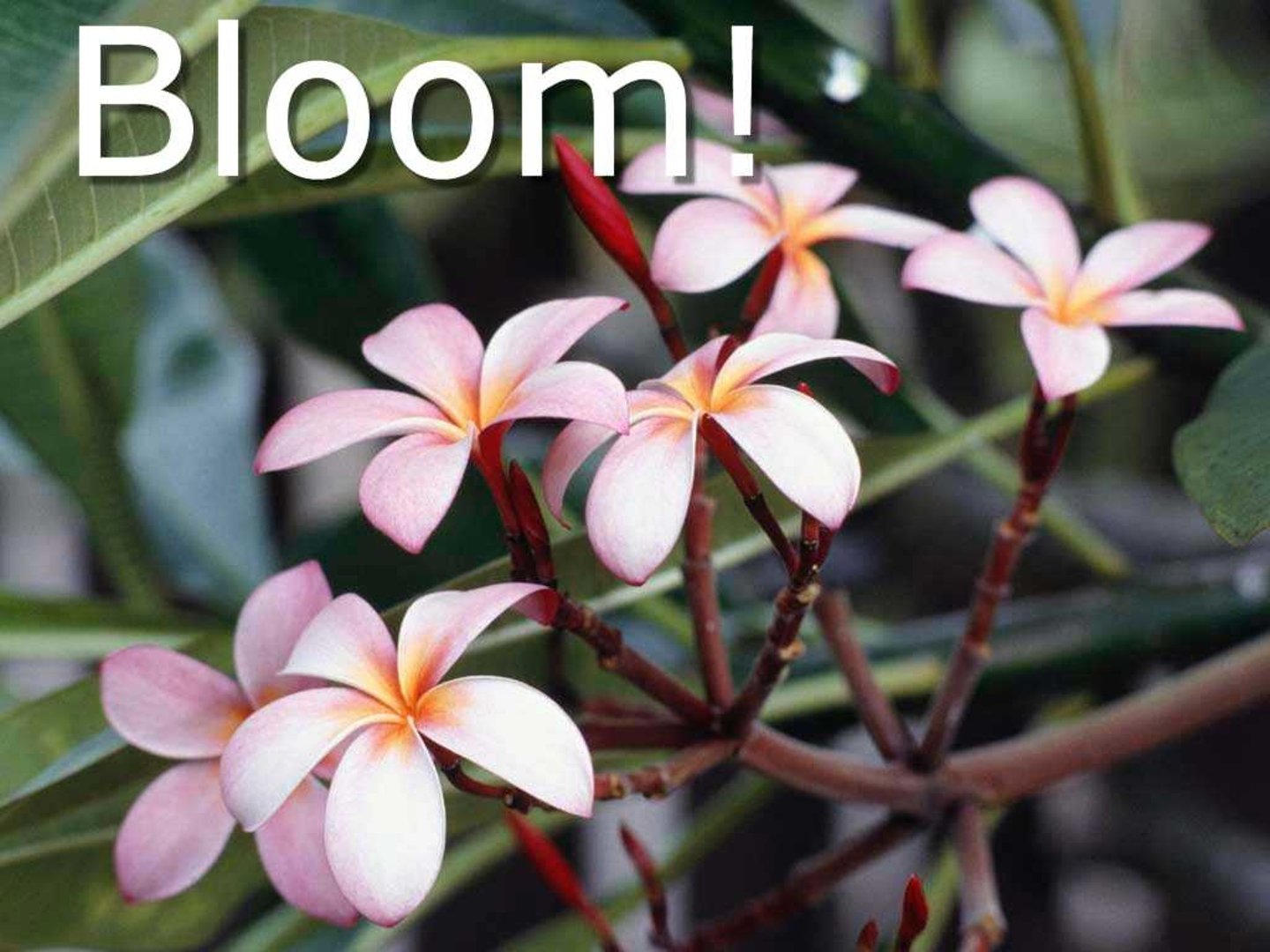 <p>to bloom (Kāihuā)</p>