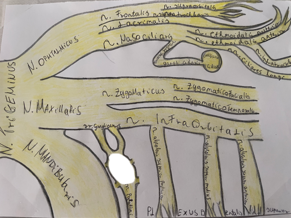 <p><br><span>pterygopalatinum idegdúc</span></p>