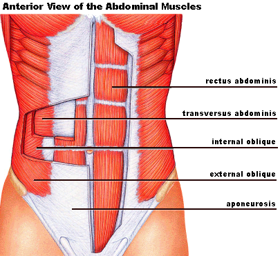 <ul><li><p>External Obliques: lateral flexion and supination</p></li><li><p>Internal Obliques: lateral flexion and supination</p></li><li><p>Transverse Abdominis: flexion</p></li><li><p>Quadratus Lumborum: lateral flexion</p></li></ul><p></p>