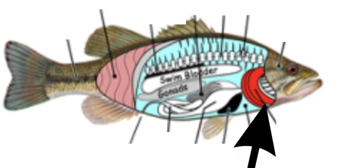 <p>What is this part on the fish?</p>