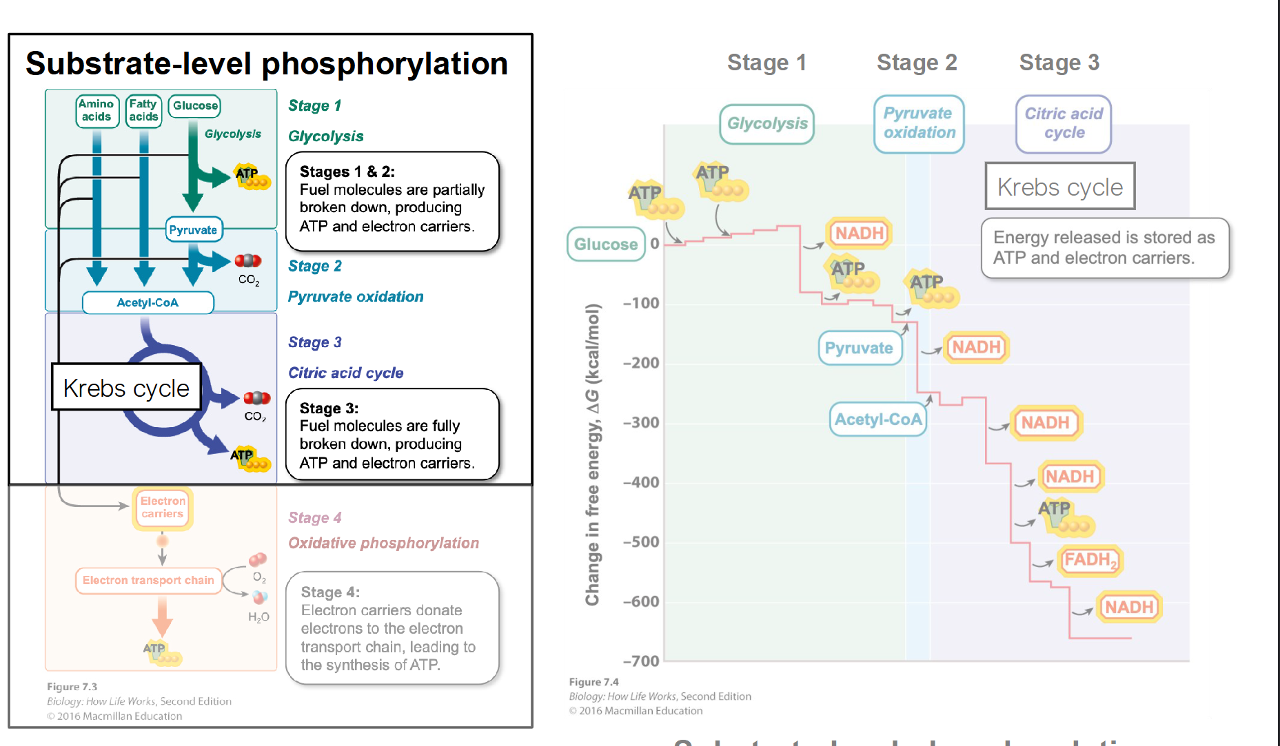<ul><li><p>Starts with glucose (6C sugar) and produces two 3C pyruvate (pyruvic acid) molecules&nbsp;</p></li><li><p>Occurs in cytoplasm&nbsp;</p></li><li><p><strong>Anaerobic process</strong>: Does not require oxygen&nbsp;</p></li><li><p>2 NAD+ → 2 NADH that enter ETC</p></li><li><p>Net Profit of 2 ATP (4 Produced in total, but 2 were invested to break glucose down)</p></li><li><p><span>The overall goal of glycolysis is to break down glucose into smaller pyruvate molecules, producing a small amount of ATP and NADH for energy use.</span></p></li></ul><p></p>
