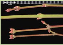 <p>small, often double or terminal buds, green or red</p>