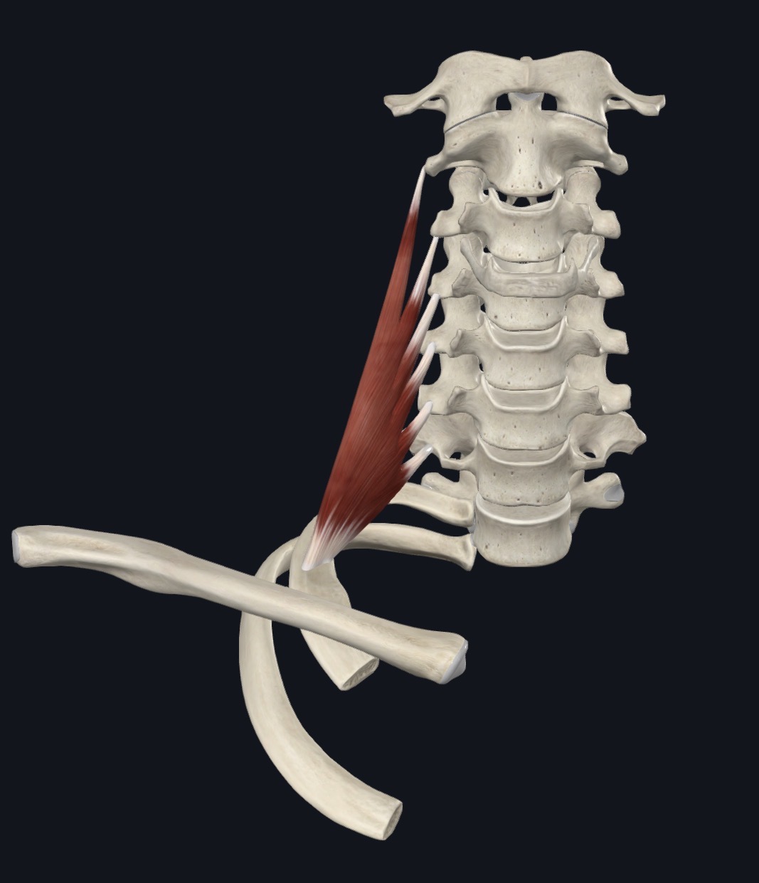 <p>Middle scalene Nerve</p>