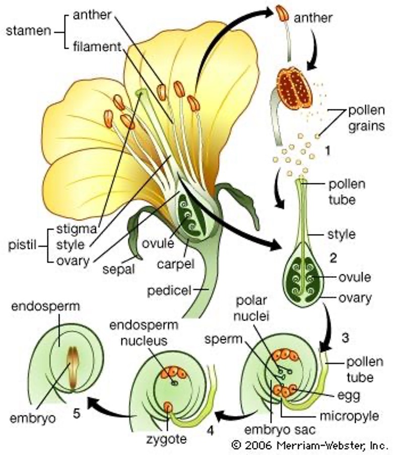 <p>the male reproductive part of a flower, consisting of the anther and filament. </p>