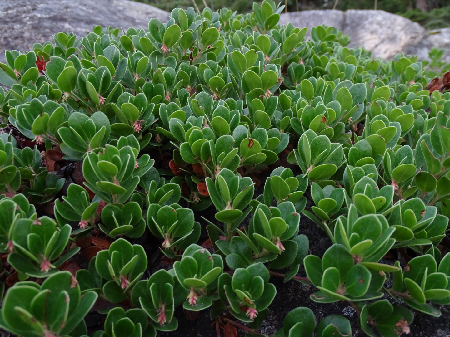 <p>Arctostaphlylos uva-ursi</p>
