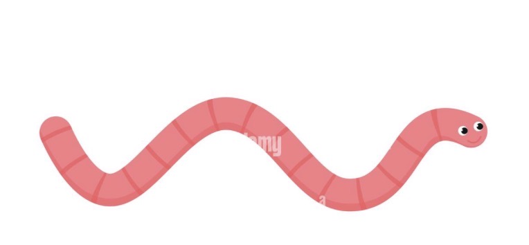<p>Name the eight places marked on a worm.</p>