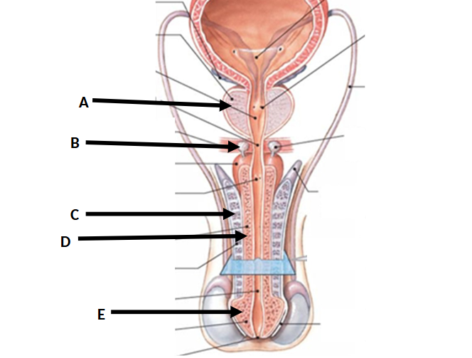 <p>E?</p>