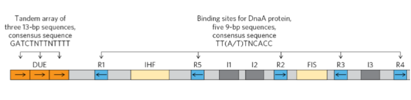 <p>What are<strong> binding sites</strong> for proteins called replication initiation factors</p>