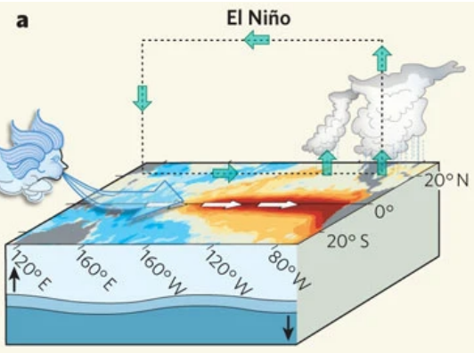 <ul><li><p>Prevailing winds become West → East (reversed)</p></li><li><p>Opposite to ‘normal’ conditions occur </p></li><li><p>Warm, moist air rises in the East</p></li><li><p>Air cools and falls in the West, giving cool, clear conditions</p></li></ul><p></p>
