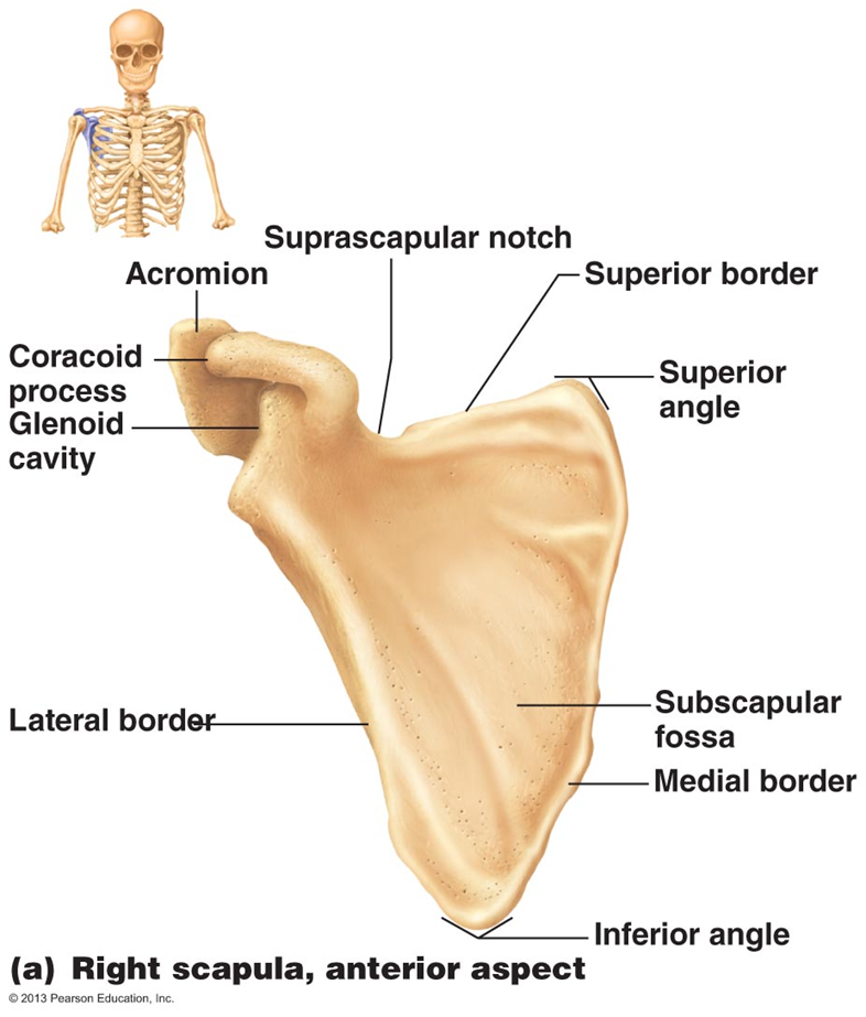 <ul><li><p><strong>Acromion</strong>, Suprascapular notch, <strong>Spine of the scapula (connect to the acromion)</strong>, Superior border, Superior angle, <strong>Subscapular fossa</strong>, Medial border, inferior angle, lateral border, <strong>Glenoid Cavity</strong>, and <strong>Coracoid Process</strong></p></li></ul><p></p>