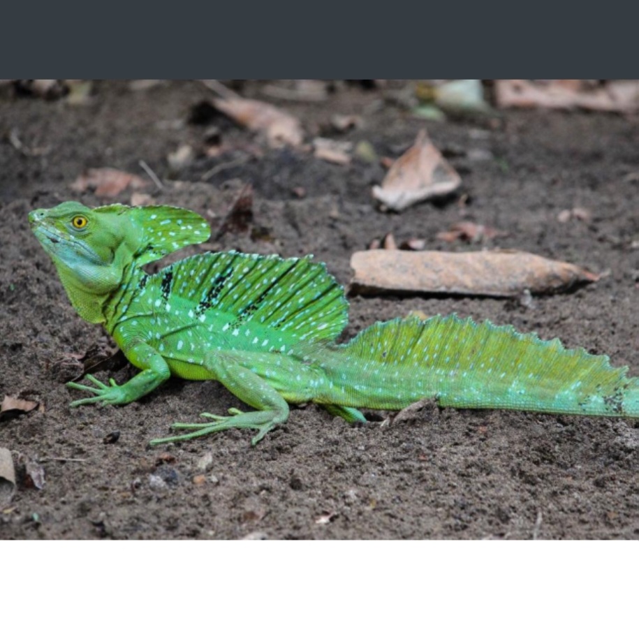<p>name this animal</p>