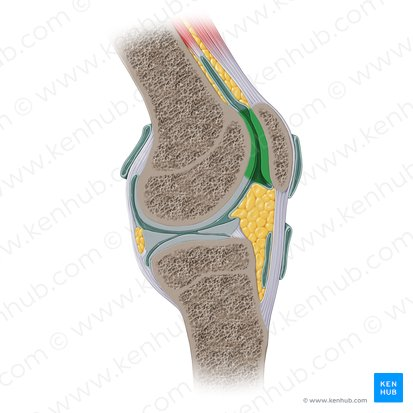 <p>What Joint?</p>