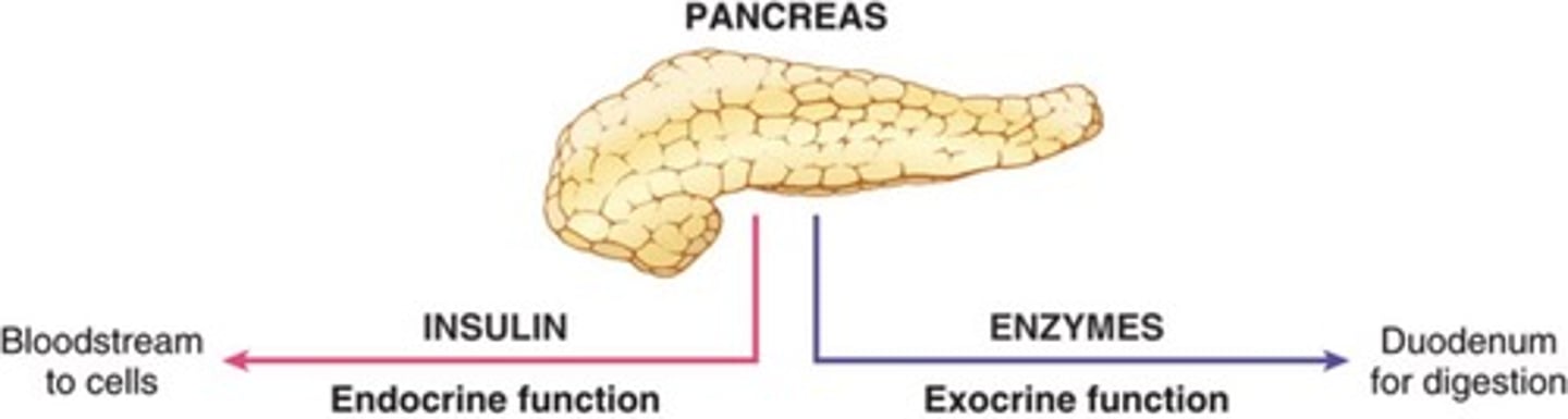 <p>A hormone responsible for maintaining calcium levels in the bloodstream.</p>