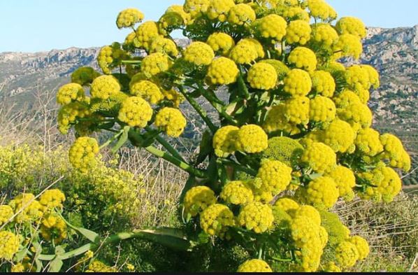 <p>آنگوزه ^^</p>