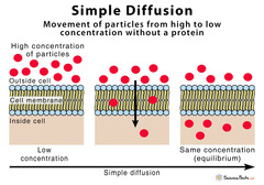 <p>Small uncharged molecule. ex) O2, CO2, H2O or lipid soluble (steroids). Down concentration gradient, no energy</p>