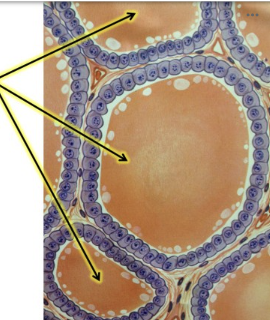 <p>type of cells?</p>