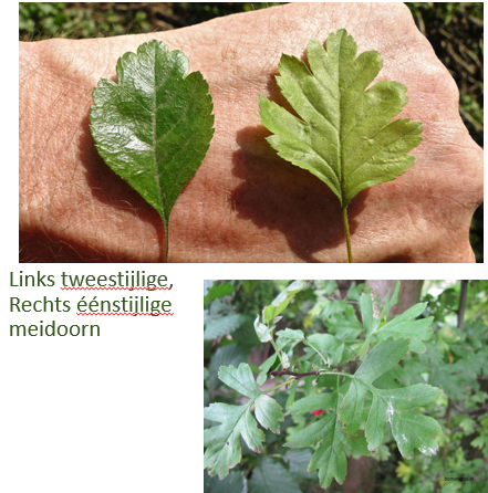 <p>Takdoornen</p><p>typisch ingesneden blad</p><p>bovenkant blad is mat groen</p>