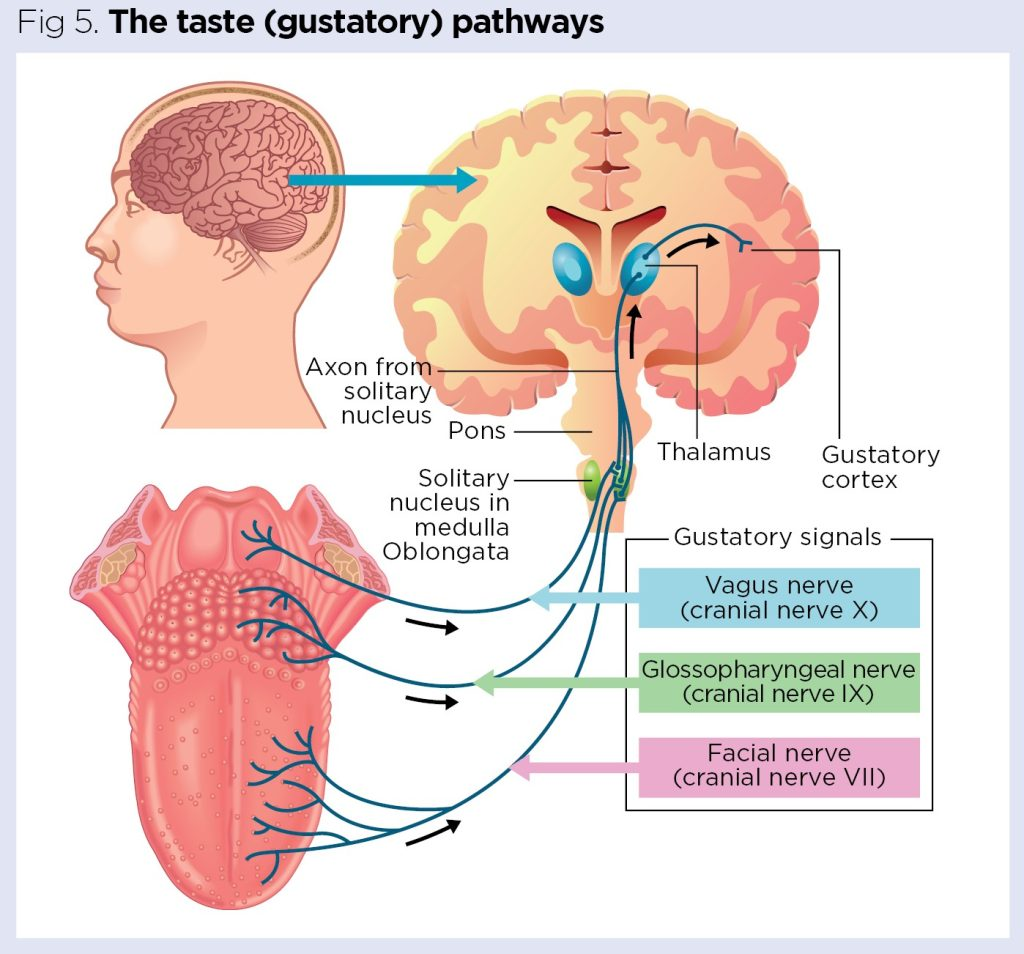 <ul><li><p>much of our taste comes from olfactory signals (sense of smell)</p></li><li><p>the NTS (nucleus of the solitary tract) projects to specific gustatory nuclei within the thalamus of the brain → then to insular cortex = taste </p></li></ul><p></p>