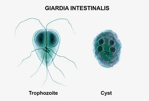 <p>Giardia lamblia Life Cycle</p>