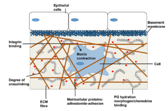 <p>Cells + Extracellular Matrix</p>