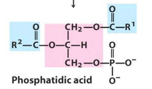 <ul><li><p><span style="font-family: "Times New Roman", serif;">Glycerol backbone</span></p></li><li><p><span style="font-family: "Times New Roman", serif;">Two fatty acids</span></p></li><li><p><span style="font-family: "Times New Roman", serif;">One phosphate group</span></p></li></ul><p></p>