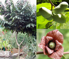 <p>Pawpaw</p>