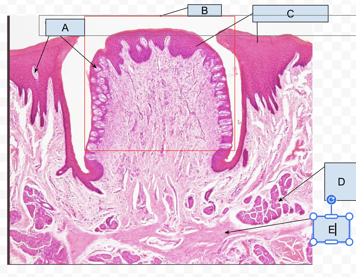 <p>label the tongue </p>