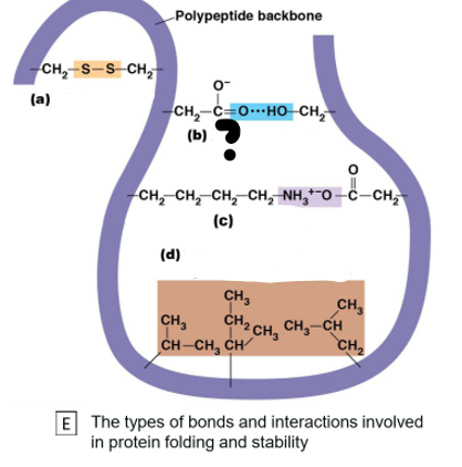 <p>Which bond is (b)</p>