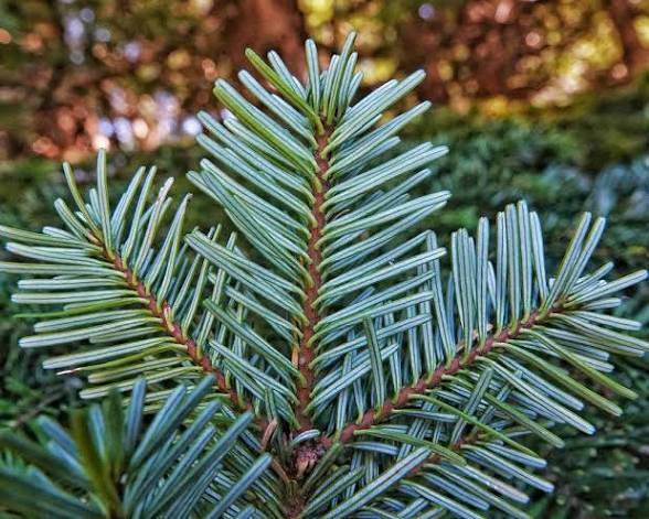 <p>Abies amabilis</p>