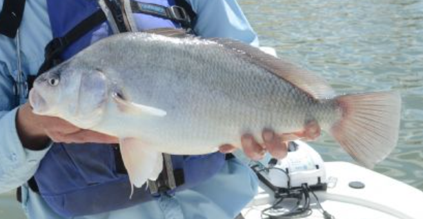 <p>Aplodinotus grunniens </p><p>nonnative</p><p>Drum family</p><p>silver/gray with a downfacing mouth, round tail, and long dorsal fin</p>