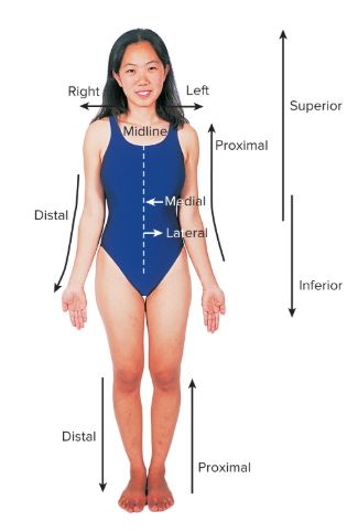 <p><strong>toward or at the midline of the body</strong>; on the inner side of.</p><p>Example: The trachea is medial to the arm.</p>