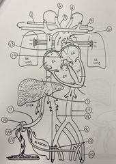 <p>What does 2 represent?</p><p>A. Rt subclavian artery</p><p>B. Rt common carotid artery</p><p>C. common carotid artery</p><p>D. subclavian artery</p><p>E. brachiocephalic artery</p><p>F. ascending aorta</p><p>G. aorta</p><p>H. umbilican vein</p><p>I. umbilical arteries</p><p>J. common iliac artery</p><p>K. internal iliac artery</p><p>L. common iliac artery</p><p>M. external iliac artery</p><p>N. ductus venosus</p><p>O. ductus arteriosus</p><p>P. foramen ovale</p><p>Q. umbilicus</p><p>R. IVC</p>