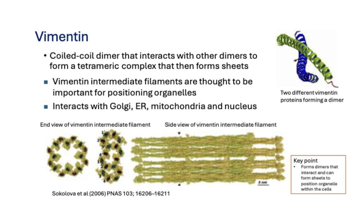 <p> Coiled-coil dimer that interacts with other dimers to form a tetrameric complex that then forms sheets</p><p>Vimentin intermediate filaments help position organelles and interact with the Golgi apparatus, endoplasmic reticulum, mitochondria and nucleus.</p>