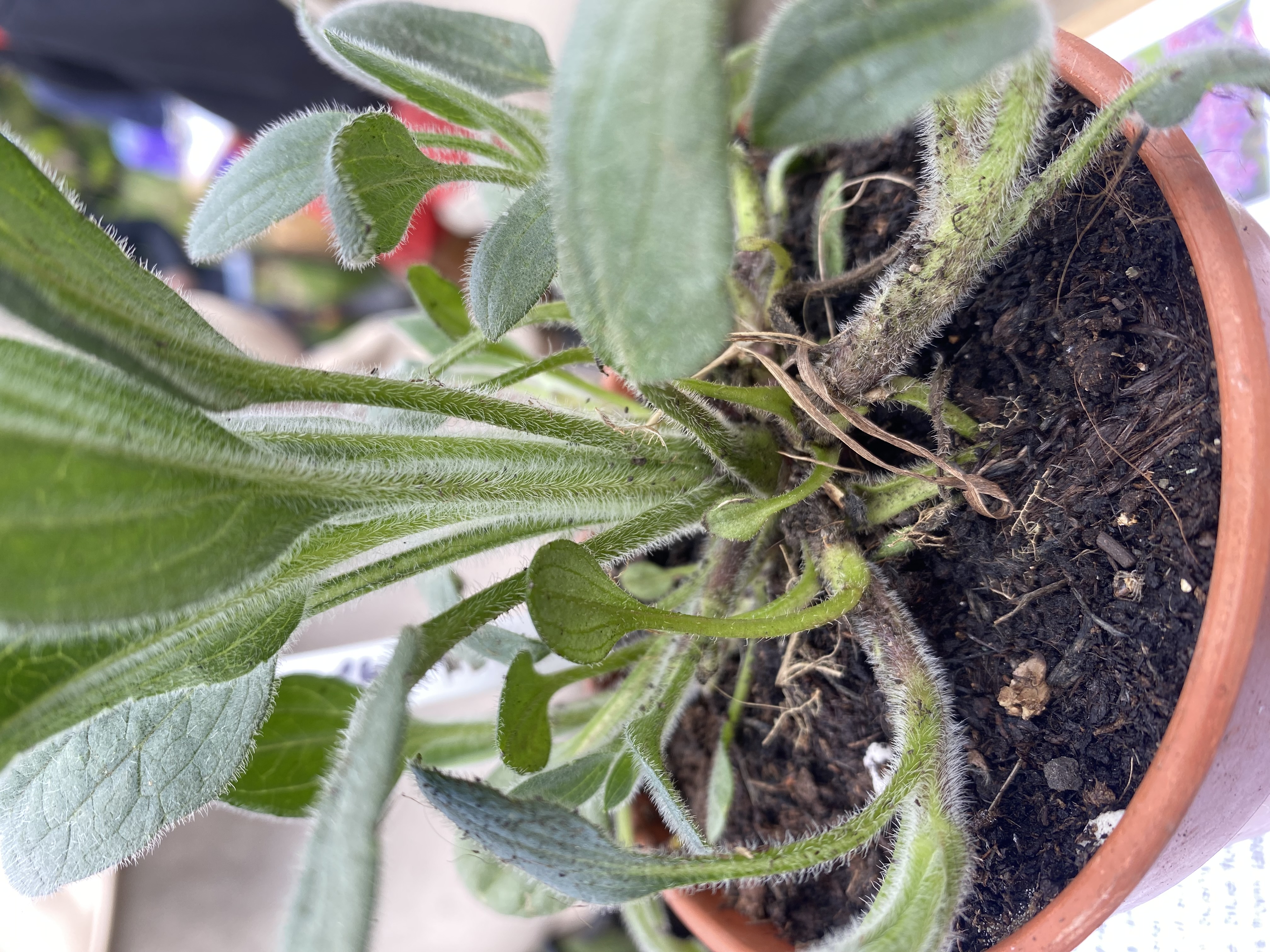 <p><em>Rudbeckia fulgida</em> var. <em>deamii </em>light preference </p>